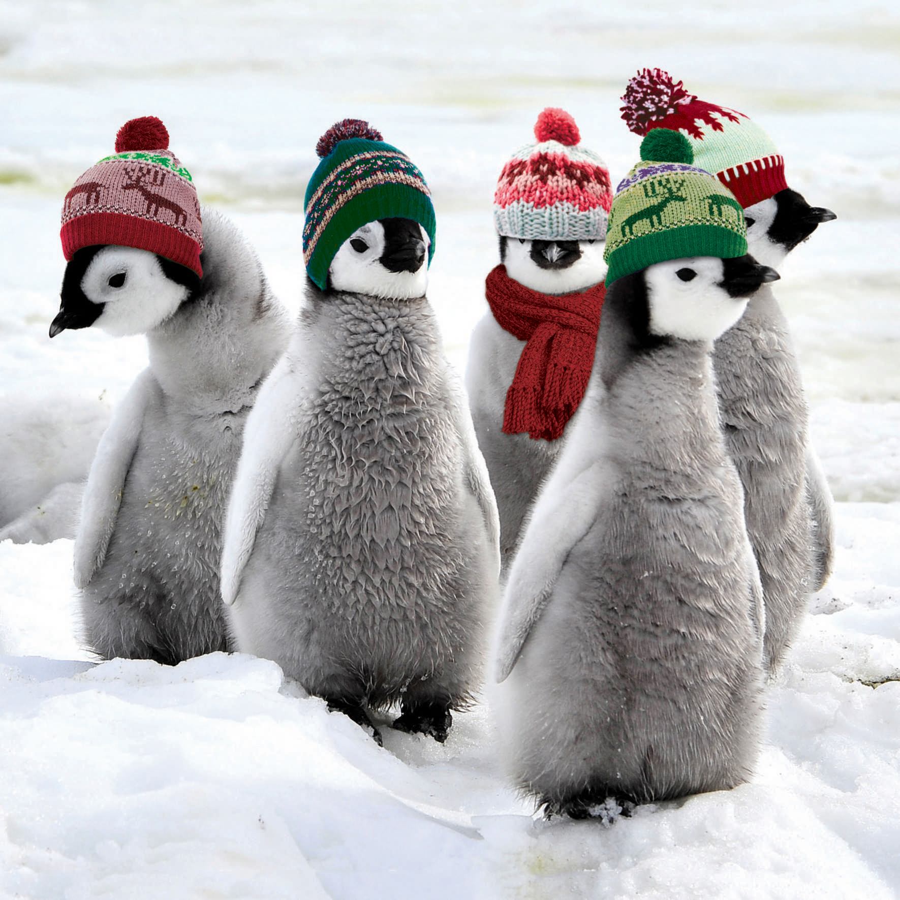 penguins in hats